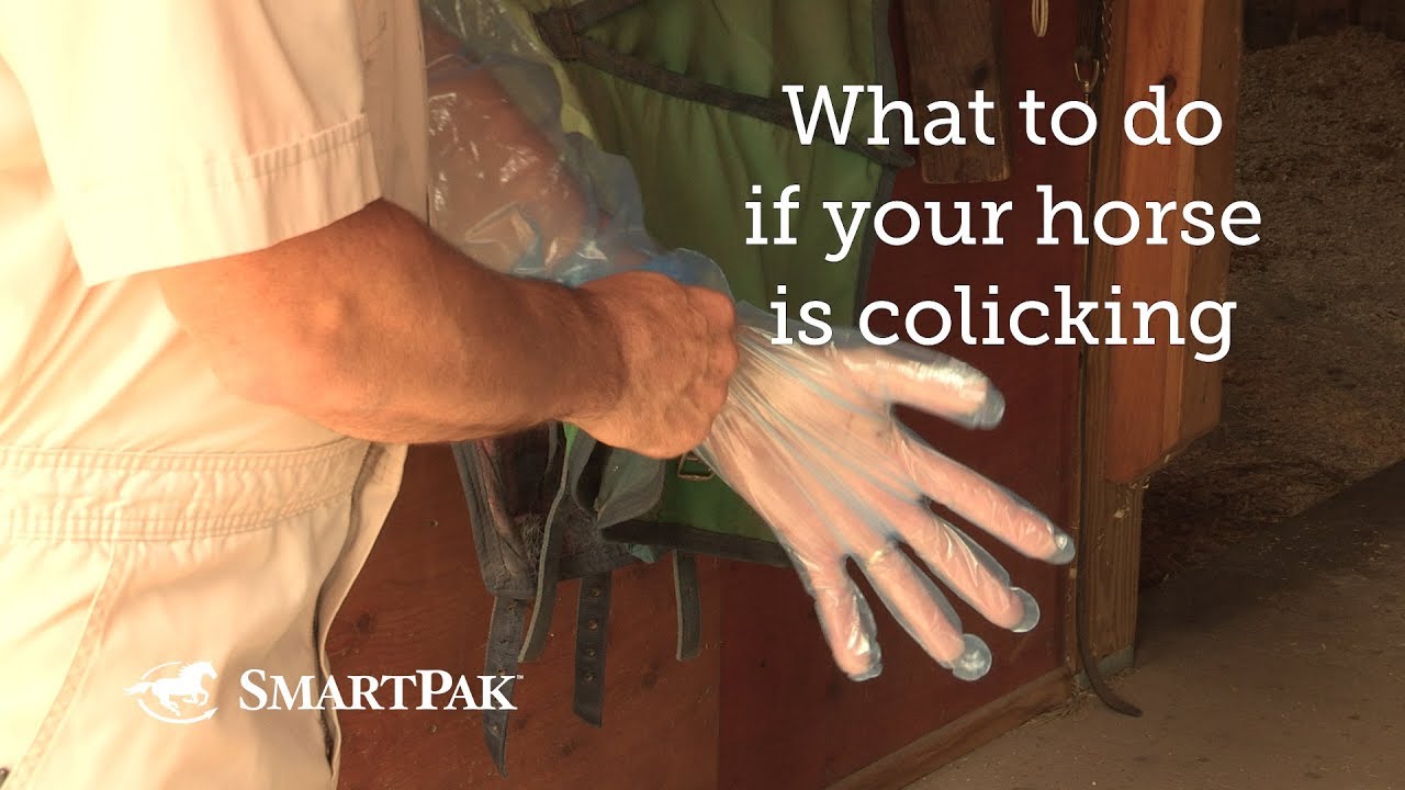 What to do if your horse is colicking