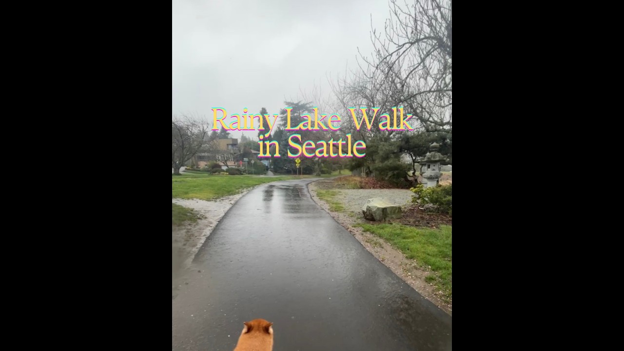 Rainy Day Dog Walk Around Lake Washington | Relaxing Ambient Walk with Shiba (Natural Sounds)
