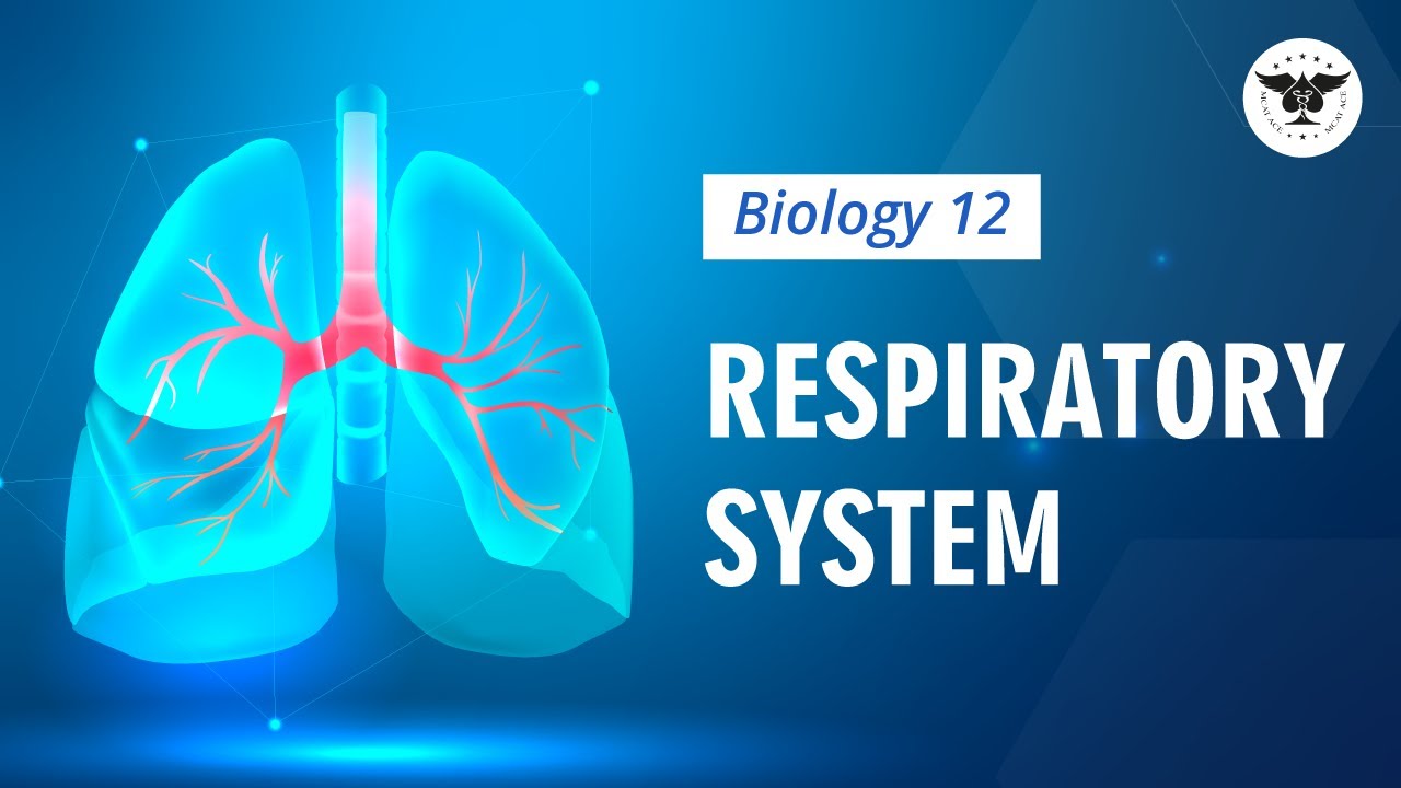 Respiratory System | Biology 12 | MCAT ACE