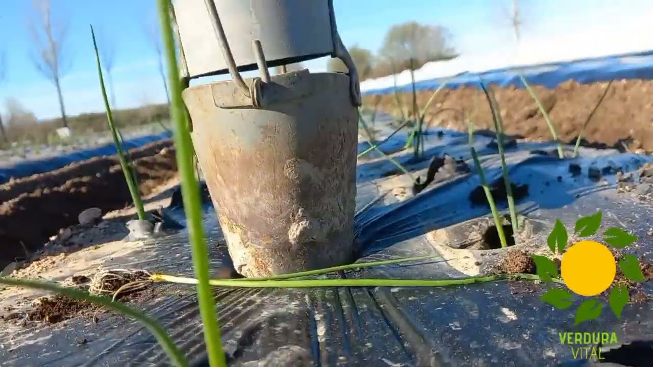COMO TRASPLANTAR CEBOLLA CON PICO PATO/ ECOL&Oacute;GICO| Verdura Vital