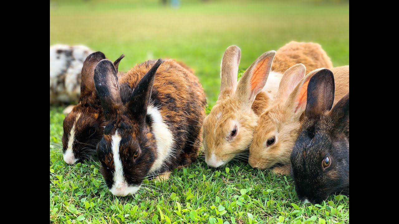 YAC's Rabbit Keeping Success Stories: Inspiring Youth Agribusiness Leaders of Tomorrow