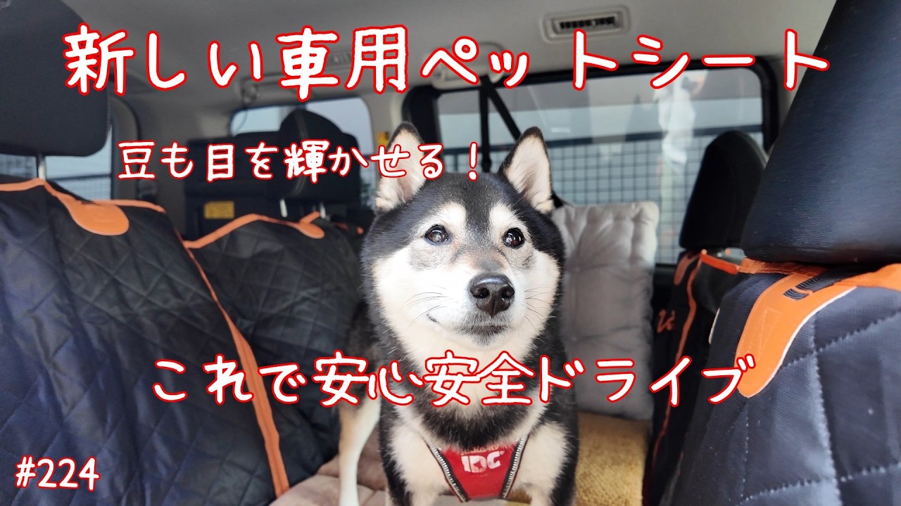 車用ペットシート　これで愛犬も安心安全＃車用ペットシート＃豆柴＃柴犬＃豆柴のいる暮らし
