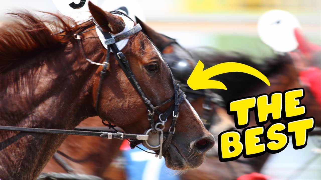 TOP 5 des TROTTEURS les Plus RICHES de l’Histoire 🏇🚀