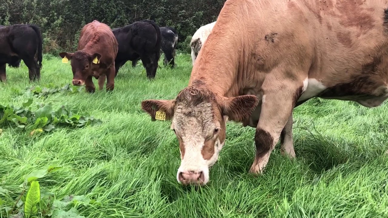 James & John Flaherty - Teagasc/ Irish Farmers Journal BETTER Farm Open Day