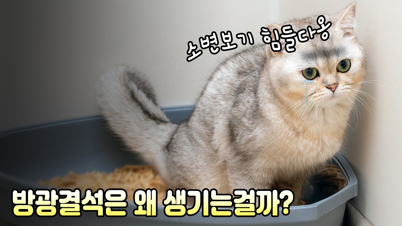 고양이 결석, 범인은 '물'일까 '유전'일까?