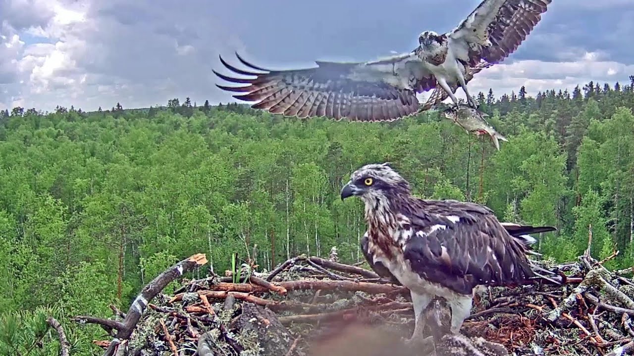 Kalakotkas~Marko brings a fish after a heavy thunderstorm~1:25 PM 2021/06/09