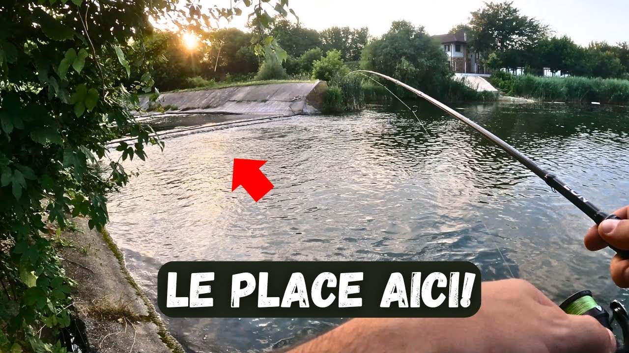 Primii BIBANI dupa...un veac! la BUFTEA.