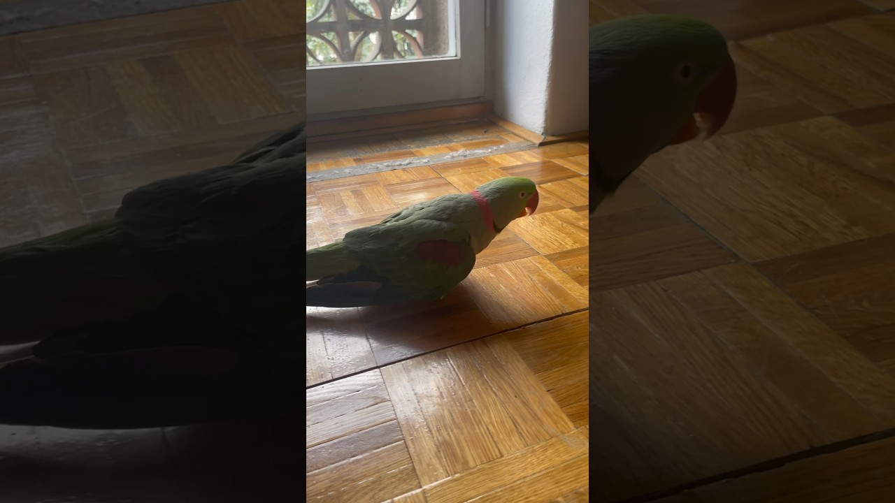 Zl&aacute; panička, chce aby chodil :D #papou&scaron;ek #parrot #alexander #pet #petlover #pets #fypシ #cz