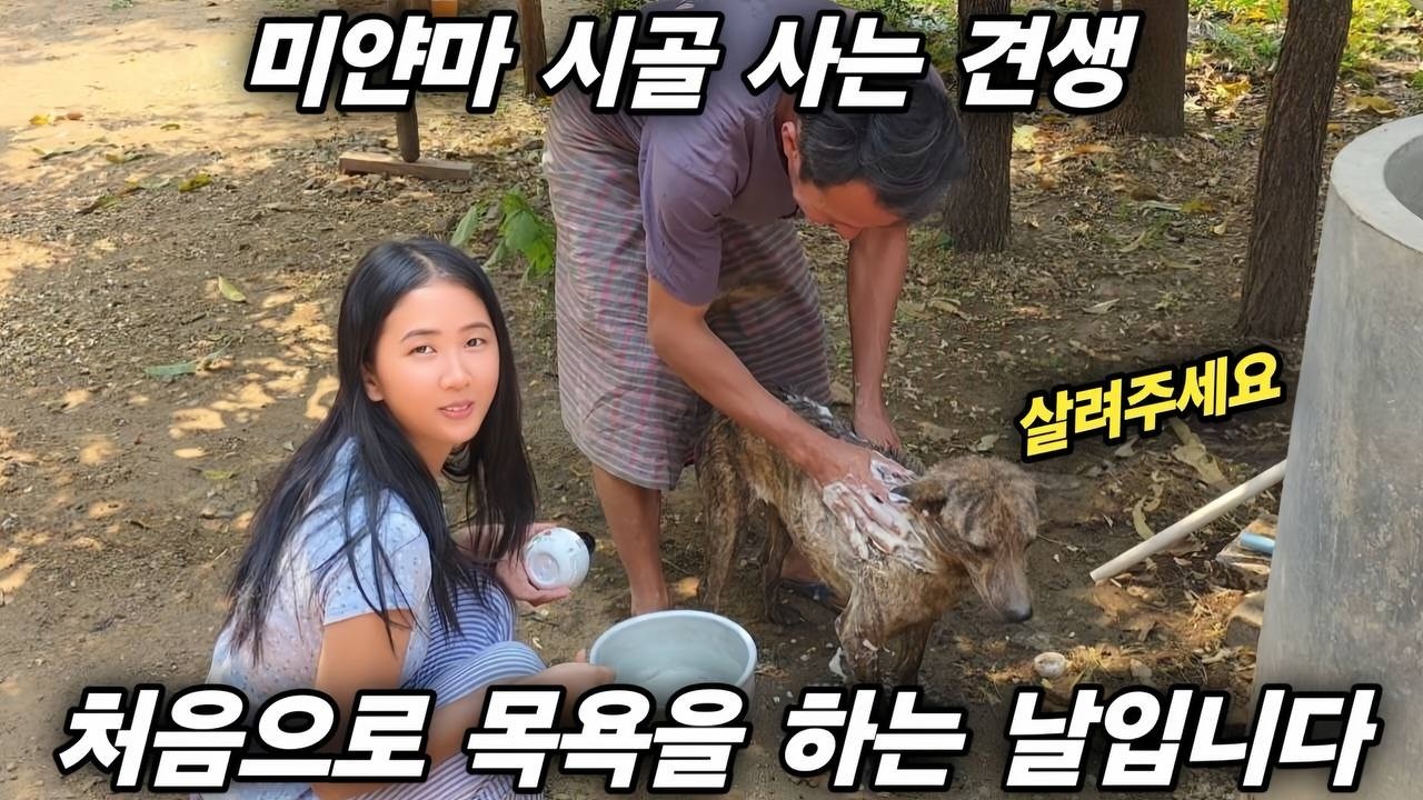 미얀마 시골 사는 견생 처음으로 목욕을 하는 날입니다 - 전쟁을 각오했는데.. 생각보다 잘 하는데요? [한국 남자 미얀마 여자 국제 결혼 커플의 일상]