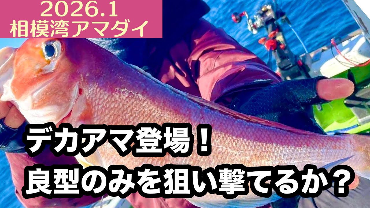 【2026.1】相模湾アマダイ！大型だけを狙い撃つことは可能なのか！？