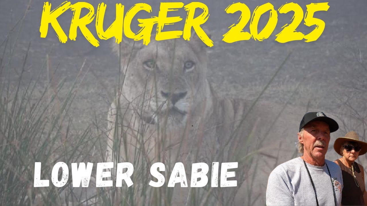 Kruger - Lions in the Mist