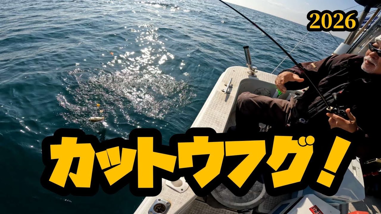 カットウフグ❗2026年2月22日