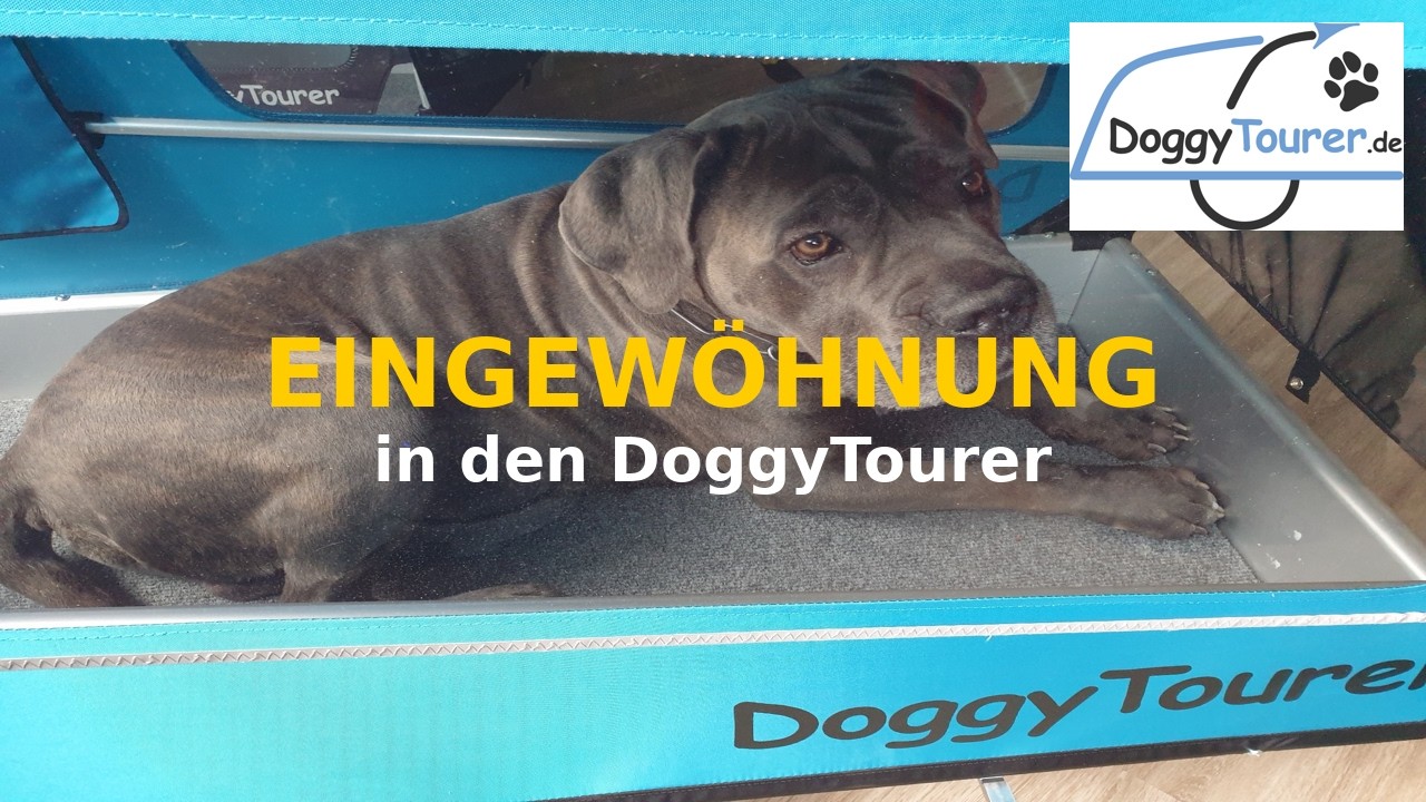 Eingewöhnung Hund in den DoggyTourer