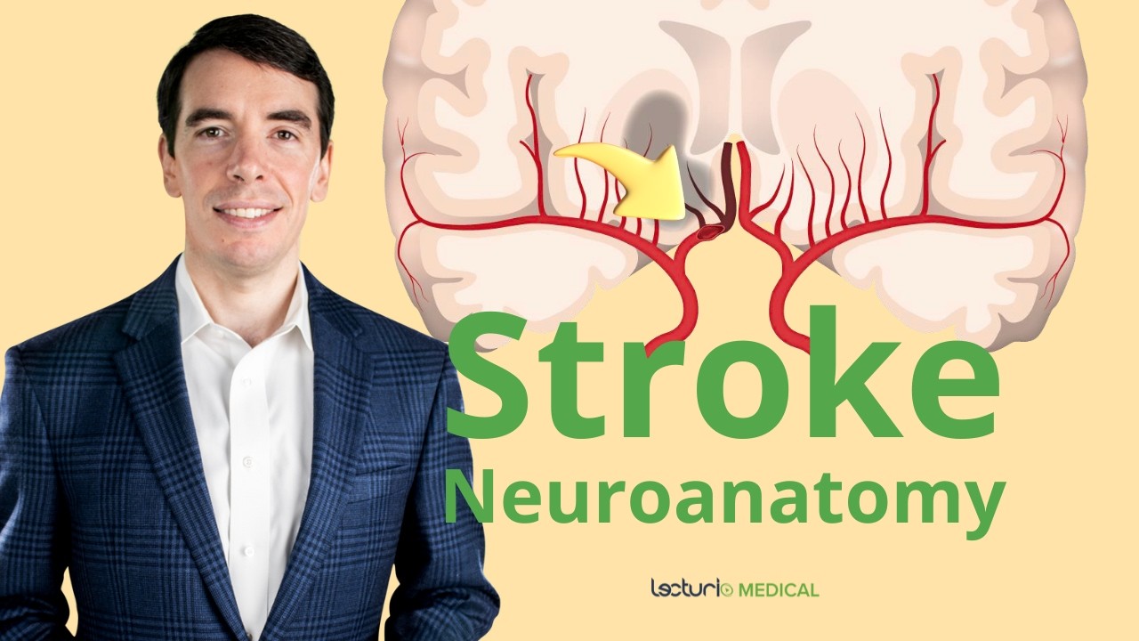 The Neuroanatomy of a Stroke: Stroke Syndromes and Location Identification