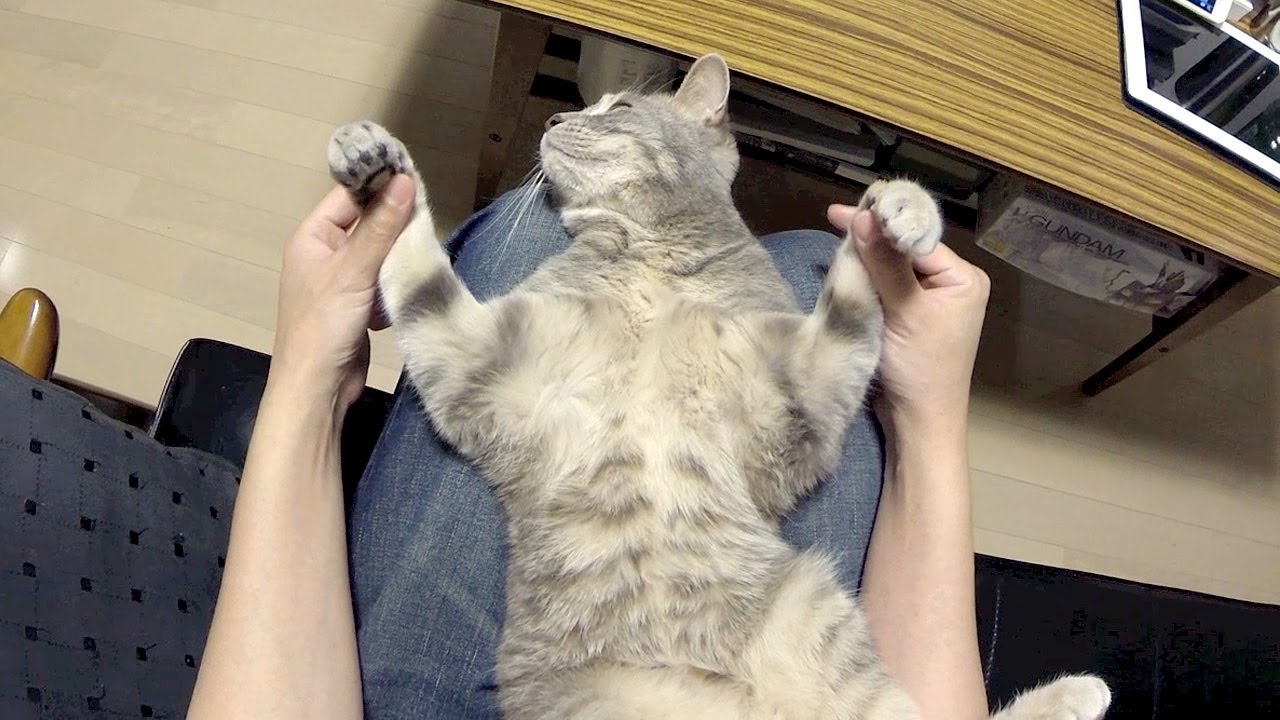 主観モフモフ - First Person Mofumofu -