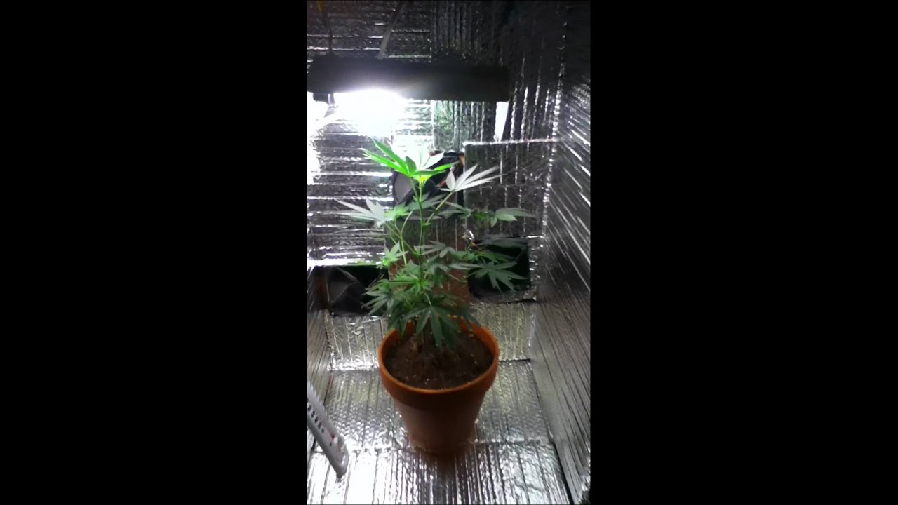 kandy kush growing.MOV