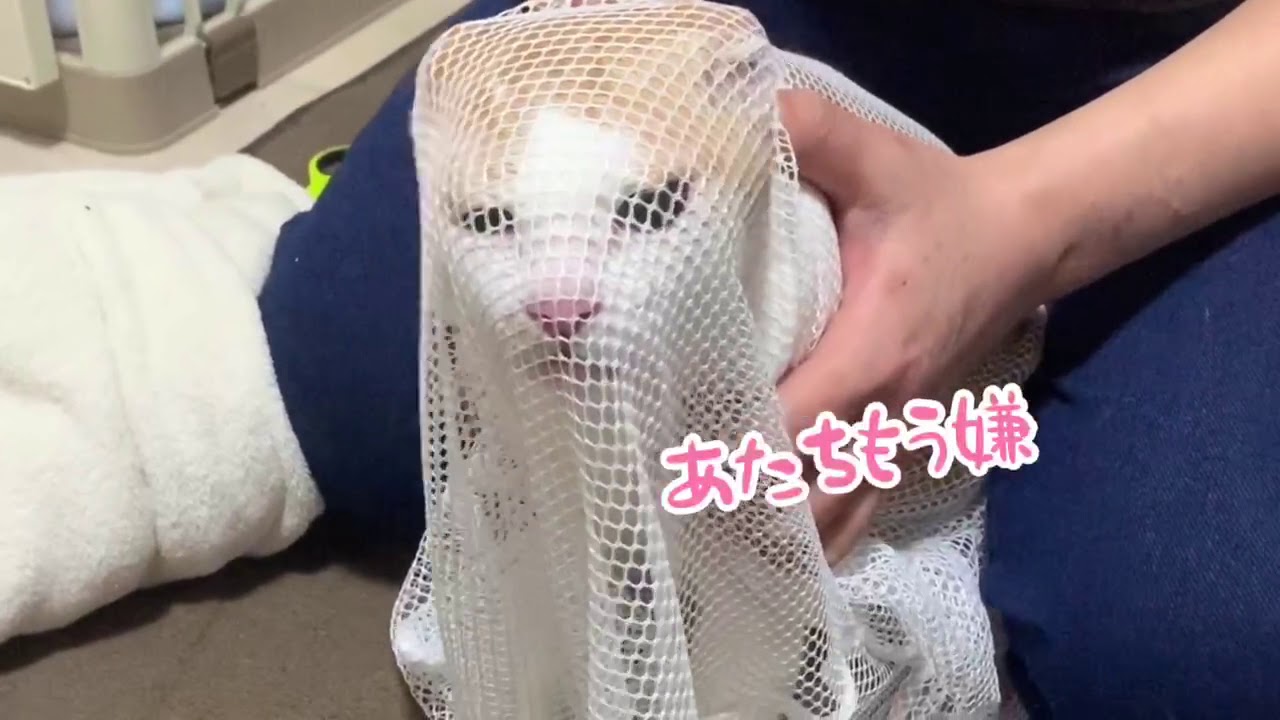 爪切りの嫌いな猫ちゃん！洗濯ネットで爪切りをしよう！【Cats hate nail clippers】