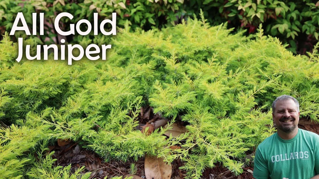 Juniperus conferta &lsquo;All Gold&rsquo;  - 'All Gold' Shore Juniper