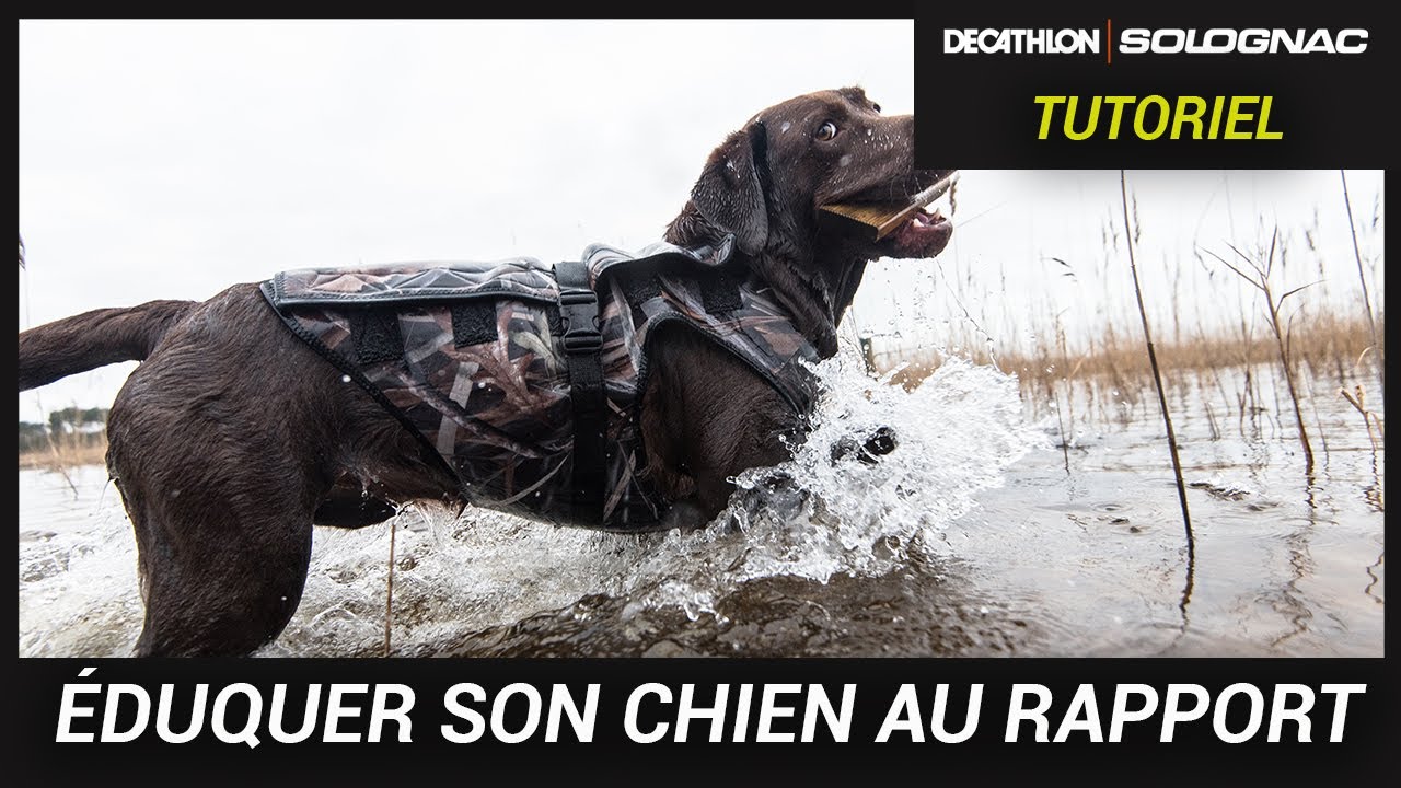 ÉDUQUER SON CHIEN DE CHASSE AU RAPPORT DE GIBIER