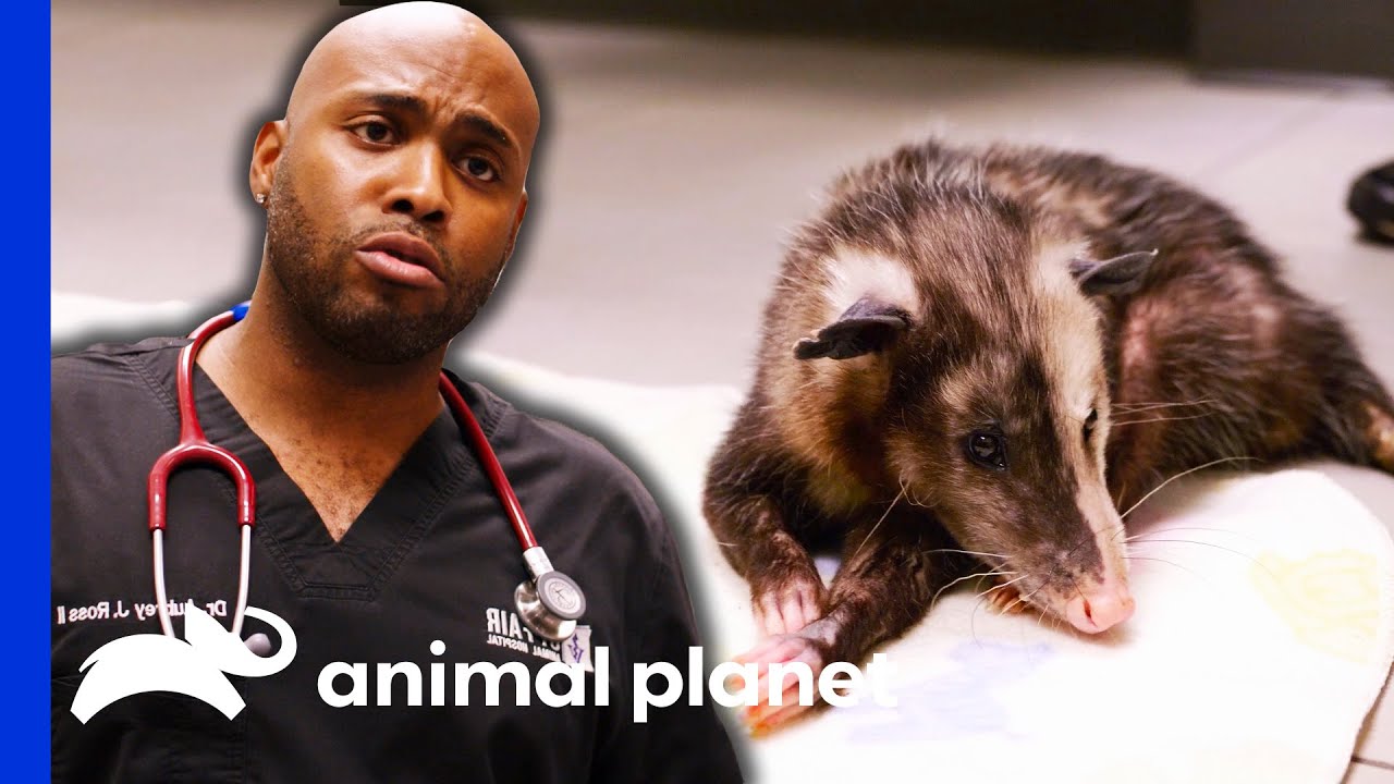 Good Nutrition Will Make This Opossum Walk Again | The Vet Life