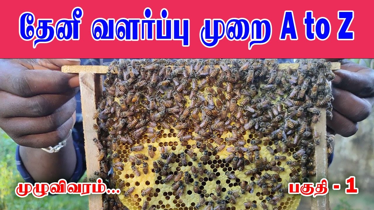 Honey Bee Farming Tamil : Step-by-Step Guide to Honey Bee Farming [Honey Farming Part 1] #ytviral