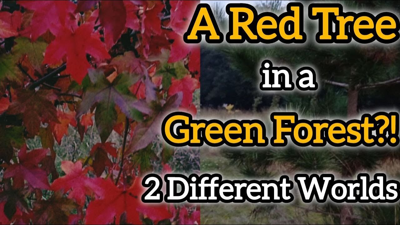 Into the Forest | Finding a Mysterious Red-Leaf Tree & Hidden Nature Gems
