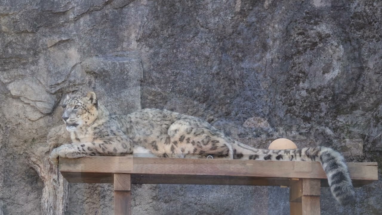 【多摩動物公園｜2026/1/11】横たわるユキヒョウのミミ｜Snow Leopard Mimi Lying Peacefully