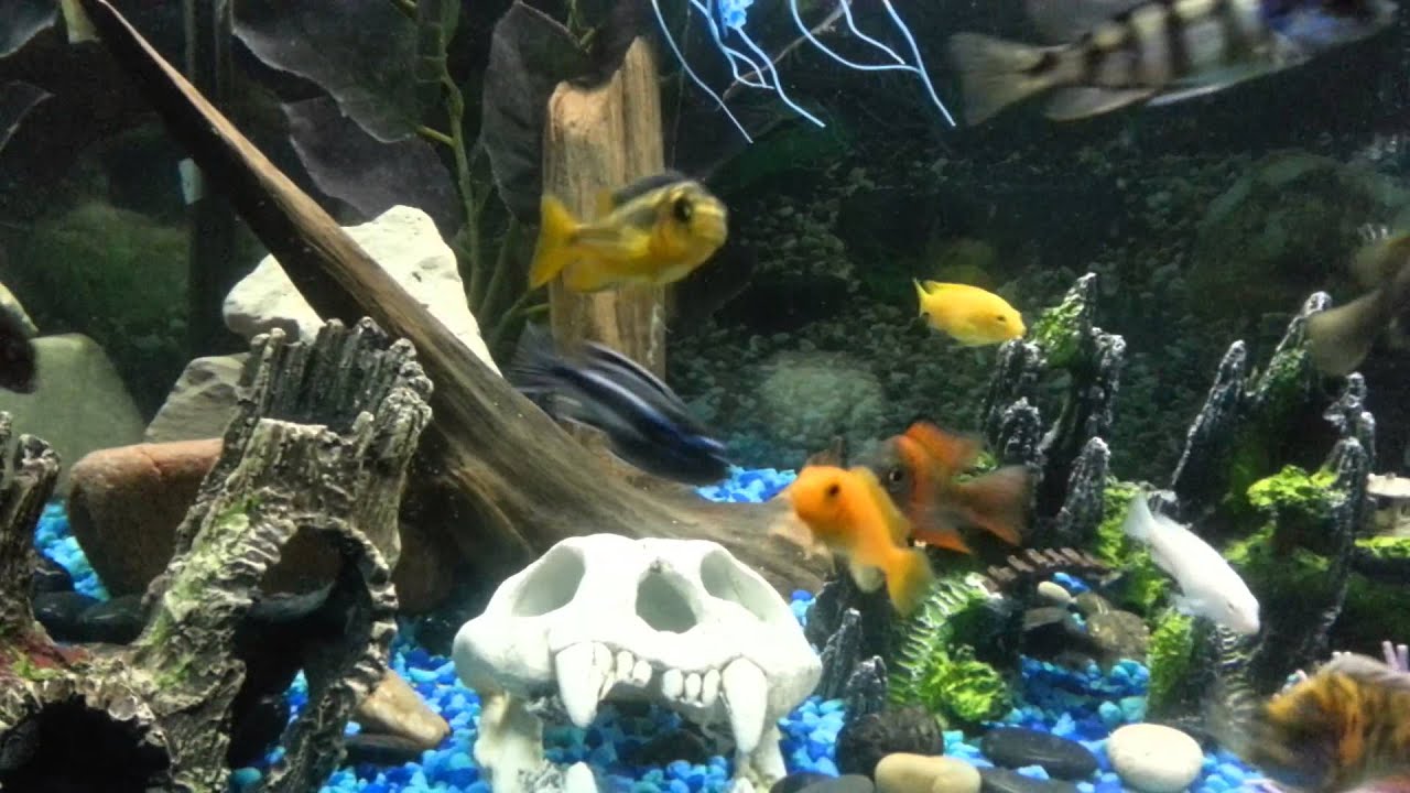 African cichlids. 100 gal tank.
