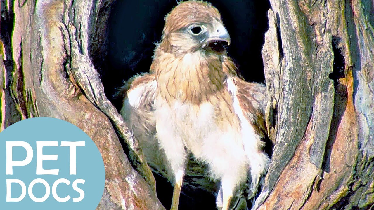 A Kestrel's Tree House | My Animal Friends | Pet Docs