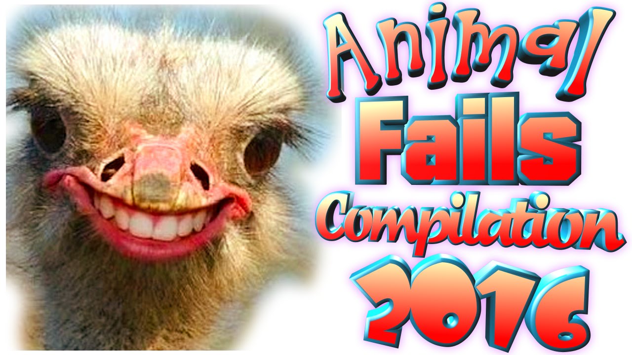 Animal Fails Compilation 2016 - EPIC DERP FAILS