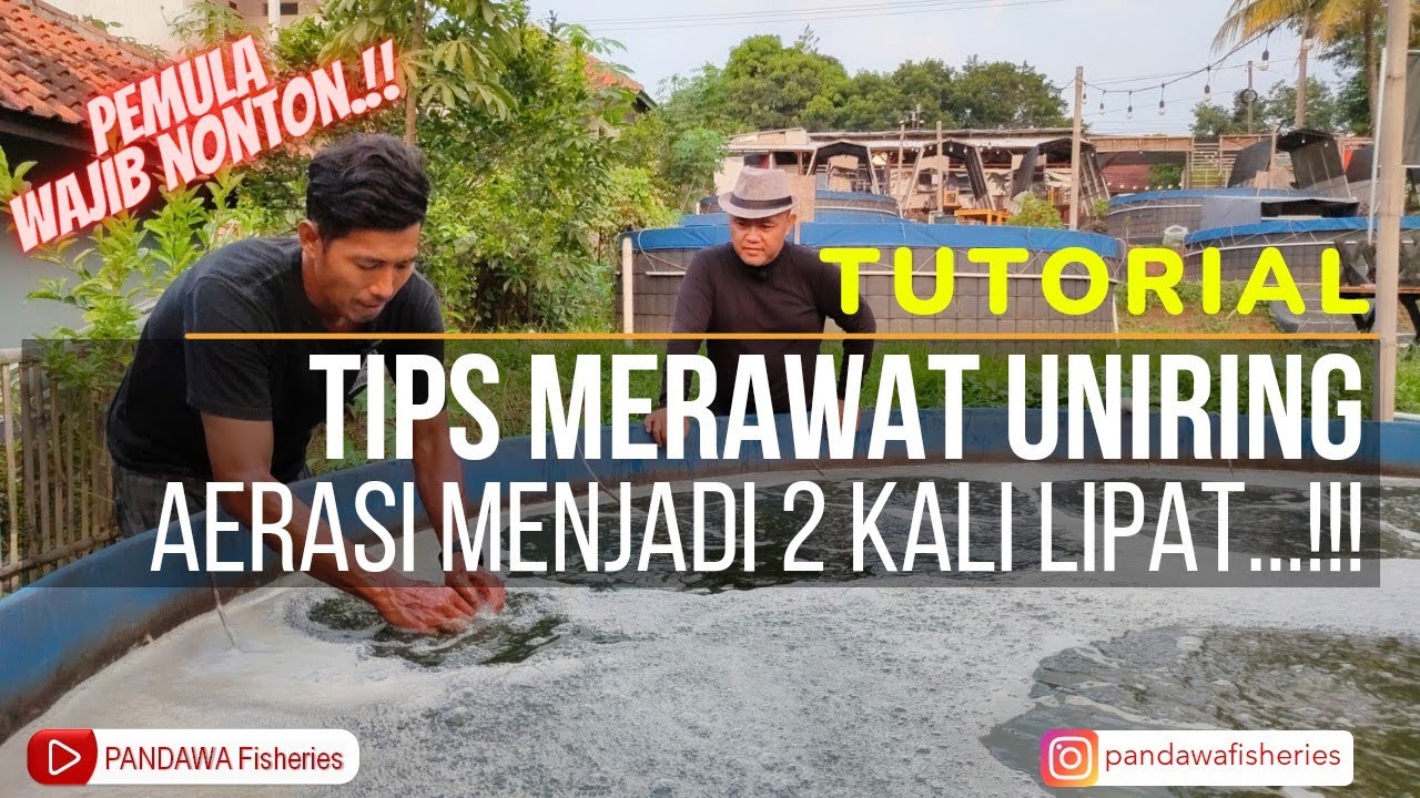 Tutorial dan Tips Merawat Selang Uniring Aerasi Menjadi 2 Kali Lipat