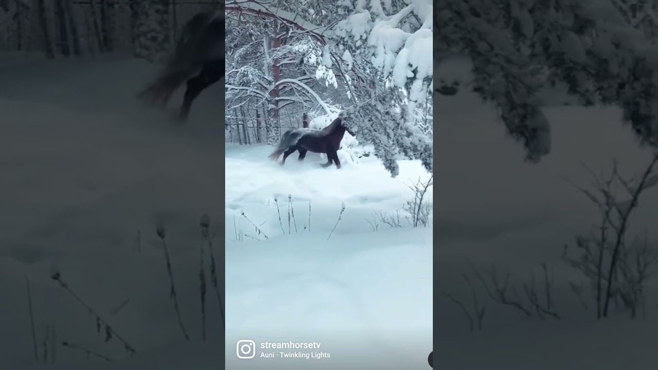 COULD WATCH THIS ON REPEAT FOREVER! 🐴❄ #streamhorsetv #horse #snow #winterwonderland #magic #shorts