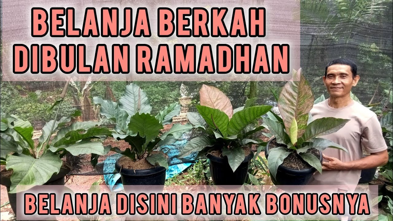 BELANJA BERKAH DIBULAN RAMADHAN ‼️MEMANG TERJAMIN BELANJA TANAMAN DISINI PASTI DIKASIH BONUS