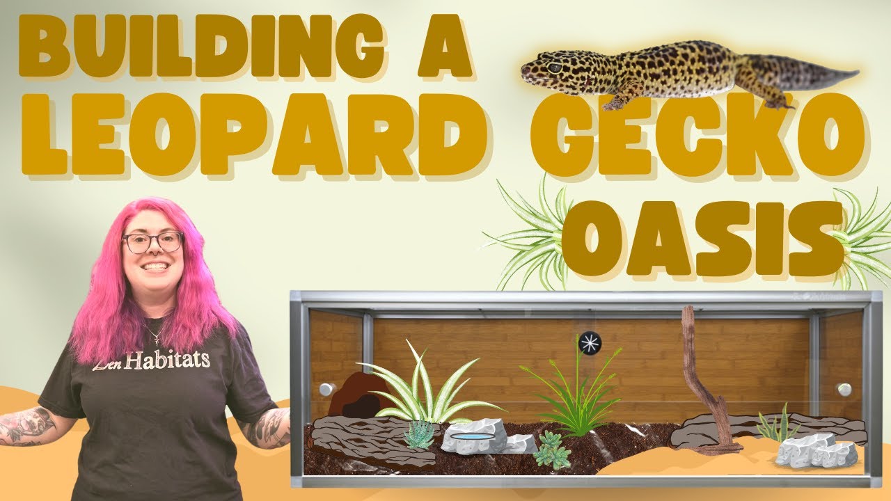 Creating A DESERT OASIS For Our Leopard Gecko | Zen Habitats Leopard Gecko Enclosure Build