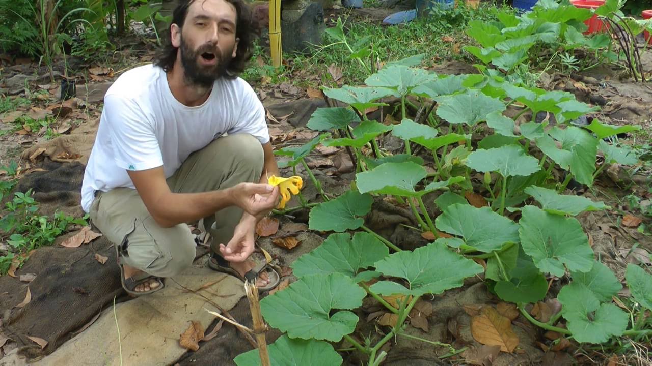 What Is Wrong With My Pumpkins - MALE FLOWERS NOT OPENING! WWN Vlog