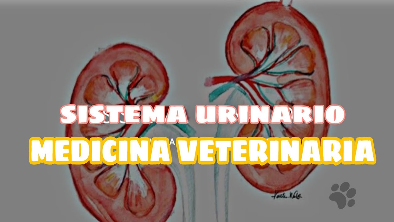 SISTEMA URINARIO - MEDICINA VETERINARIA 🐄 🐈 🐩 🐎 🐖