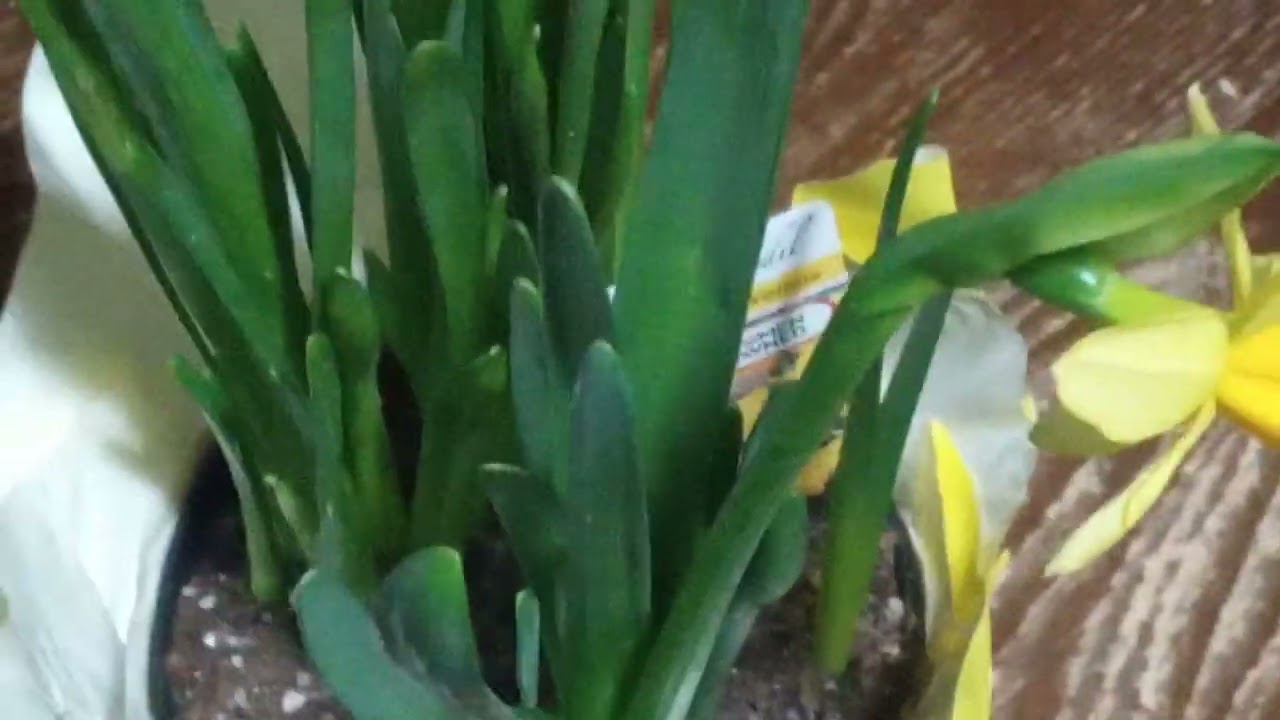 Vlog, new flowers, mom approved.