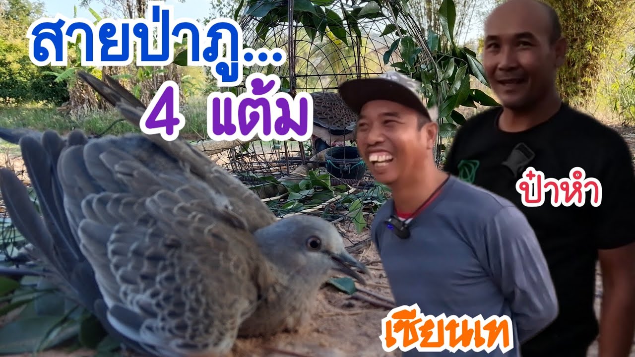 ต่อนกเขาใหญ่…สายป่าภูเขา…จัด 4 แต้ม…