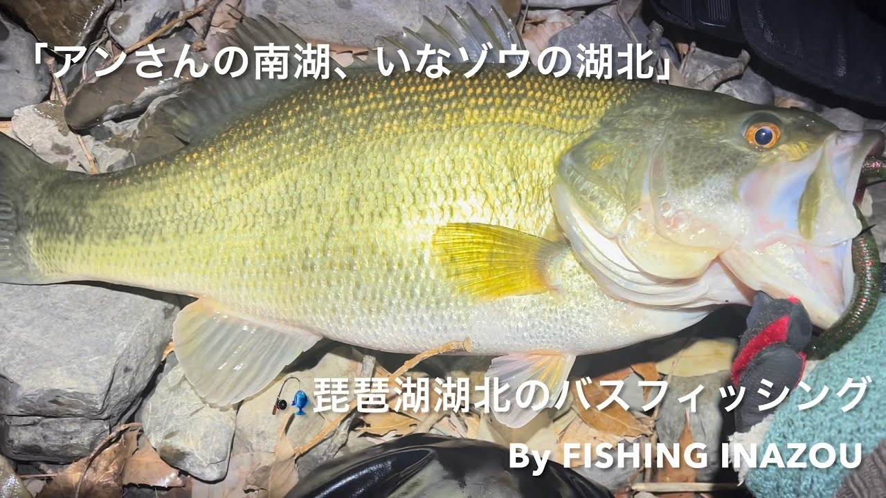 アンさんの南湖、いなゾウの湖北🎣琵琶湖湖北のバスフィッシング