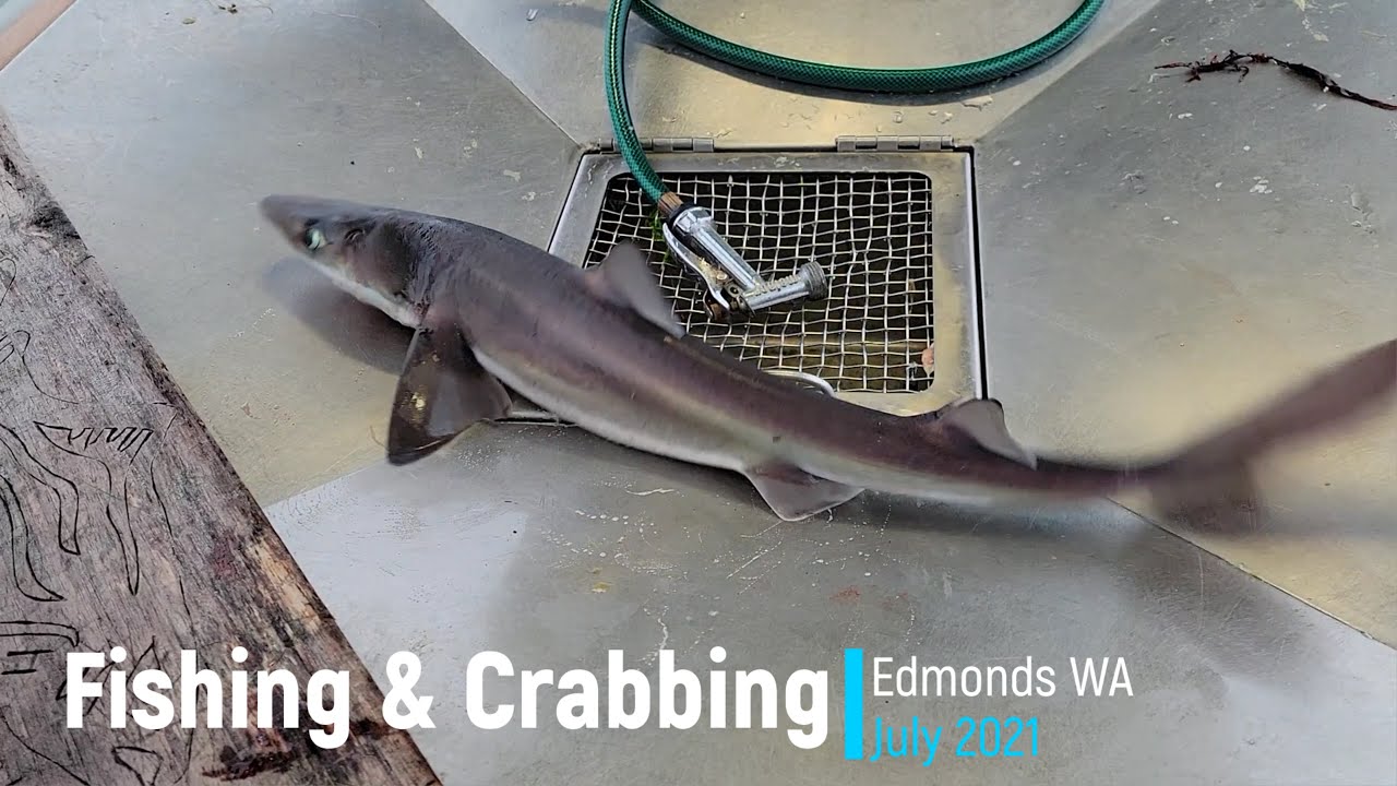 WA Puget Sound Crabbing & Fishing | Dungeness， Redrock， Shark，Hering | Dogfish Shark Culinary 西雅图钓鱼乐