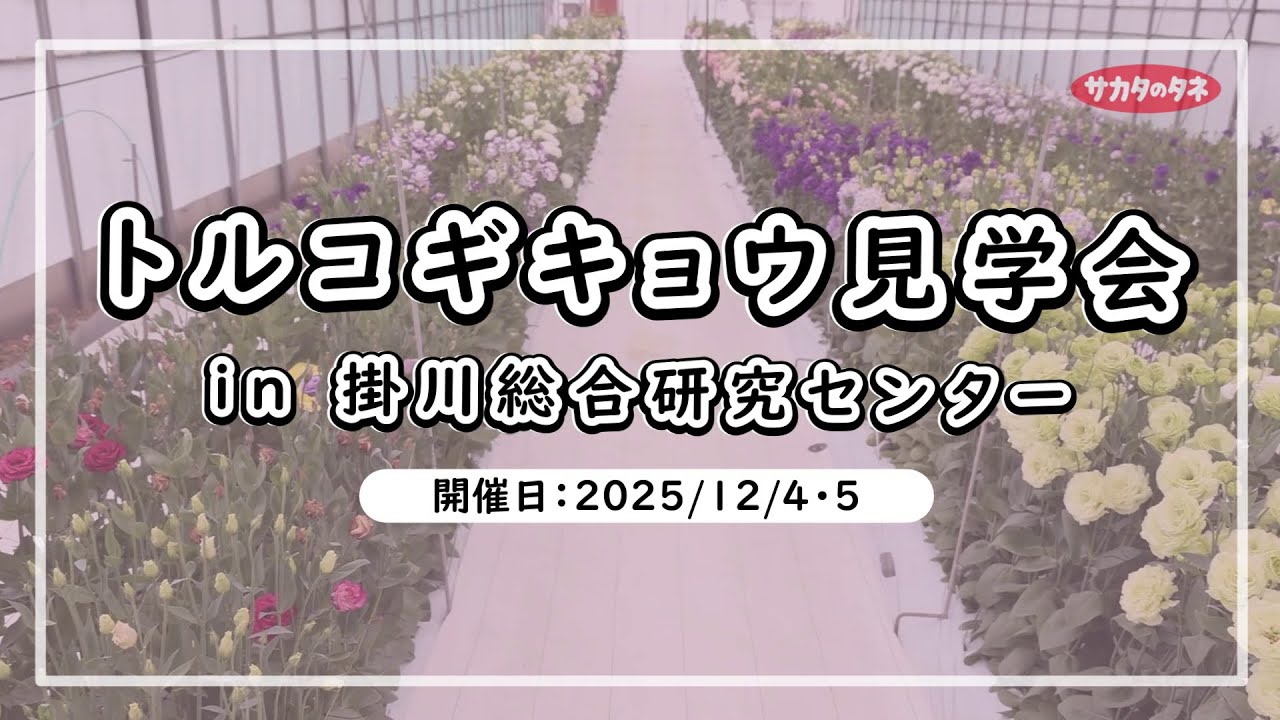 サカタのタネトルコギキョウ見学会 in 掛川総合研究センター
