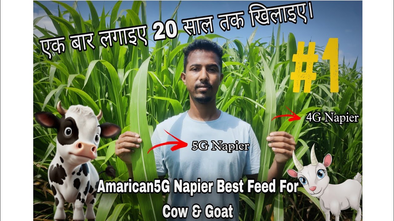 #Amarican5G Napier // Best Feed For Cow// Goat farming // Napier Grass
