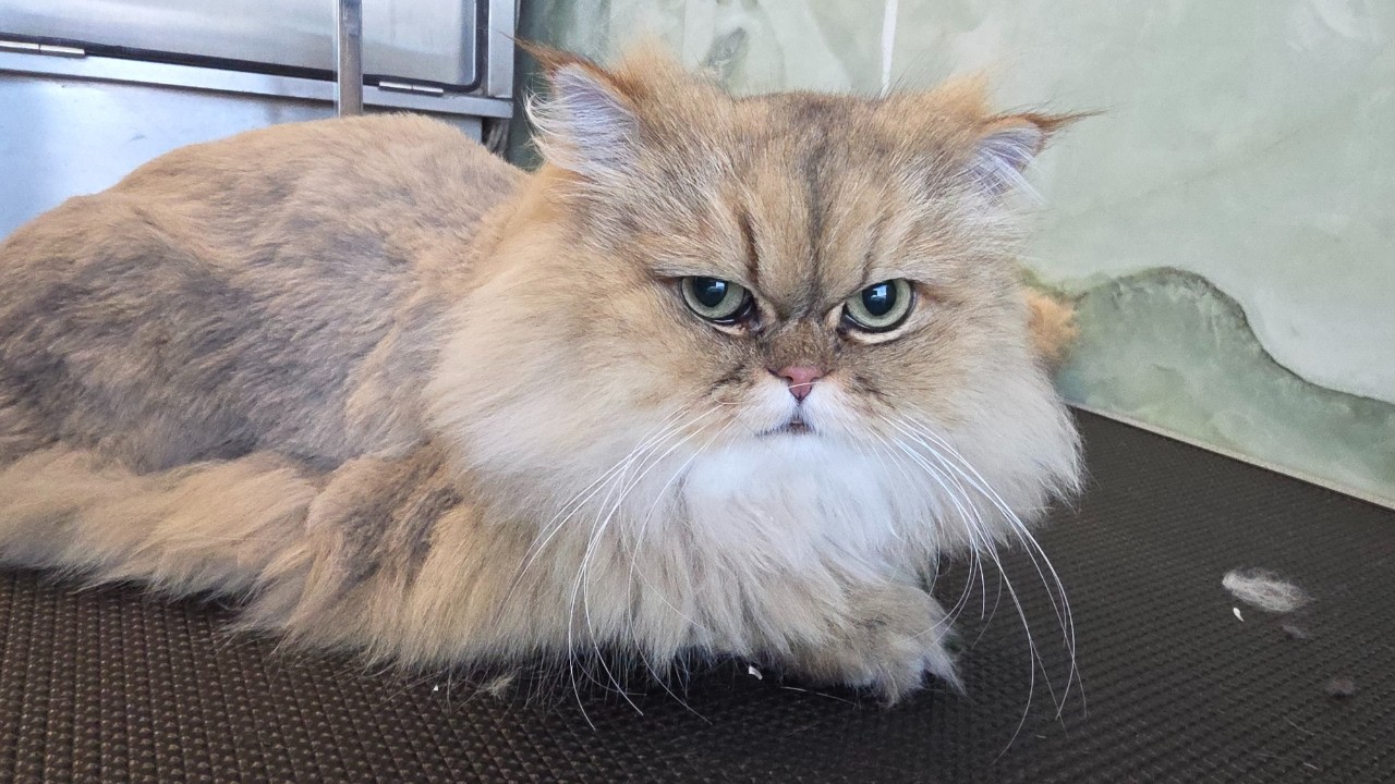 Kimchi was not spicy. Sweet Kimchi Persian cat 😻