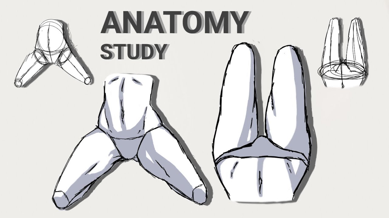 How to Draw Anime Girl Anatomy? Detailed Waist, Hips, and Legs Drawing