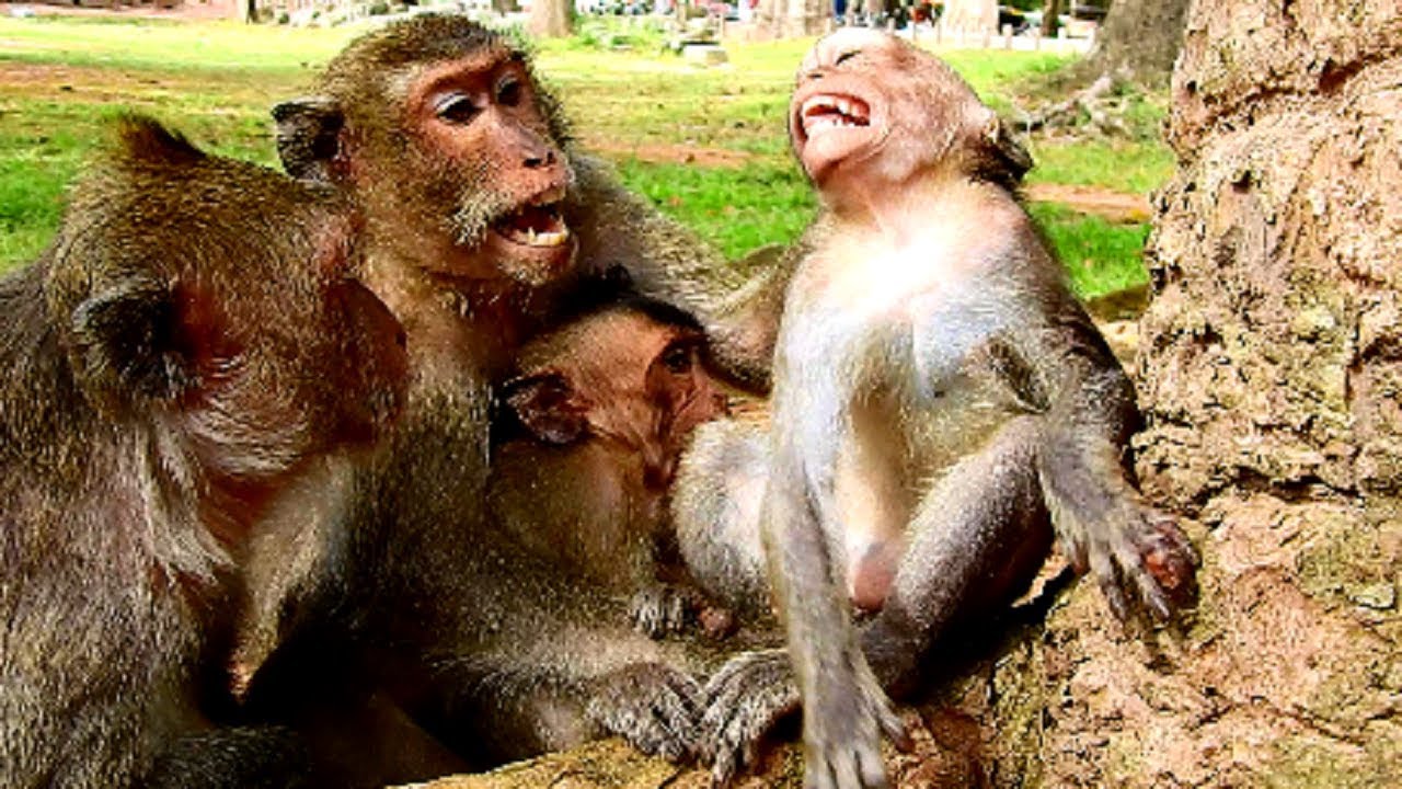Many Around Convulsive !!! Blacky fight Julina cruelty till Jade can't help, Why all mum not love