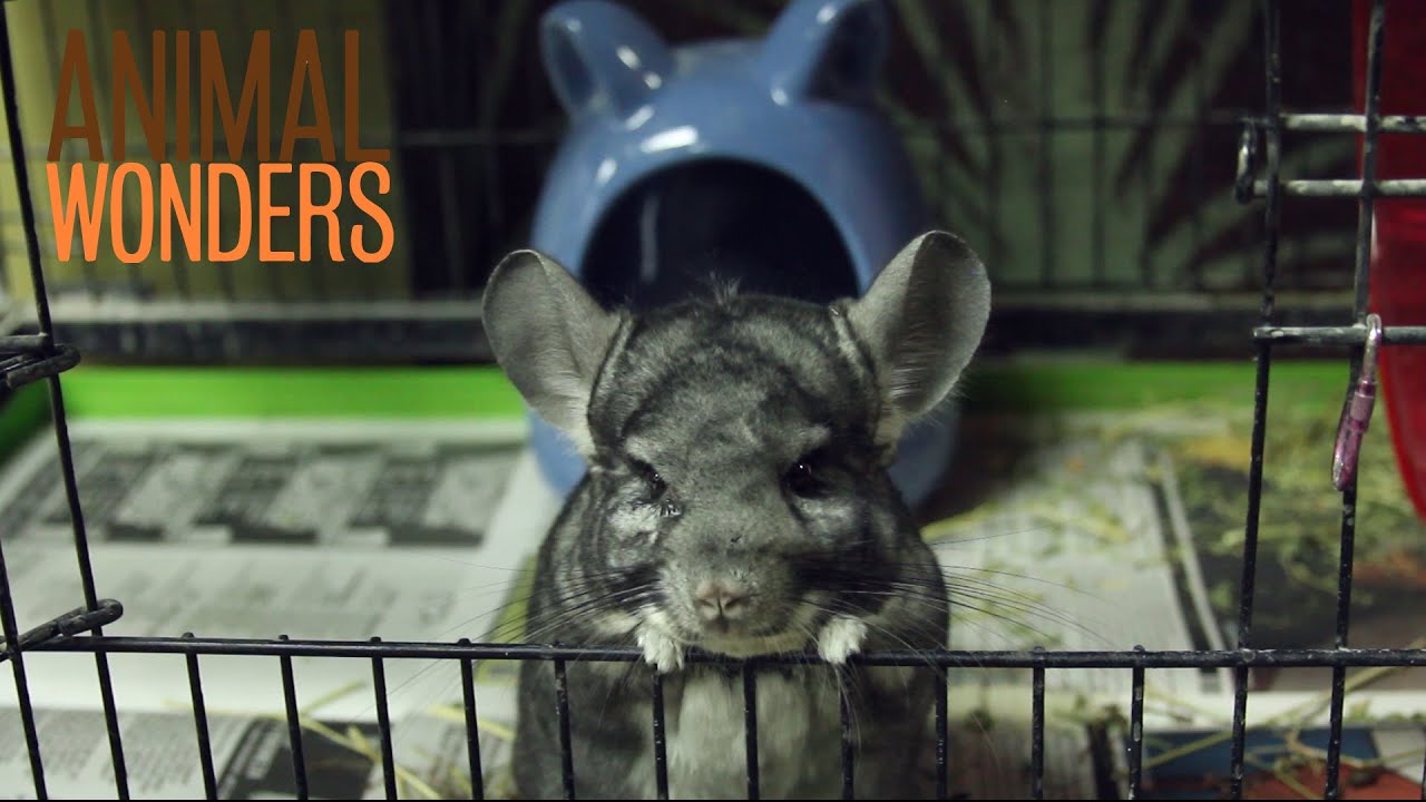 Ash The Chinchilla's Rescue Story