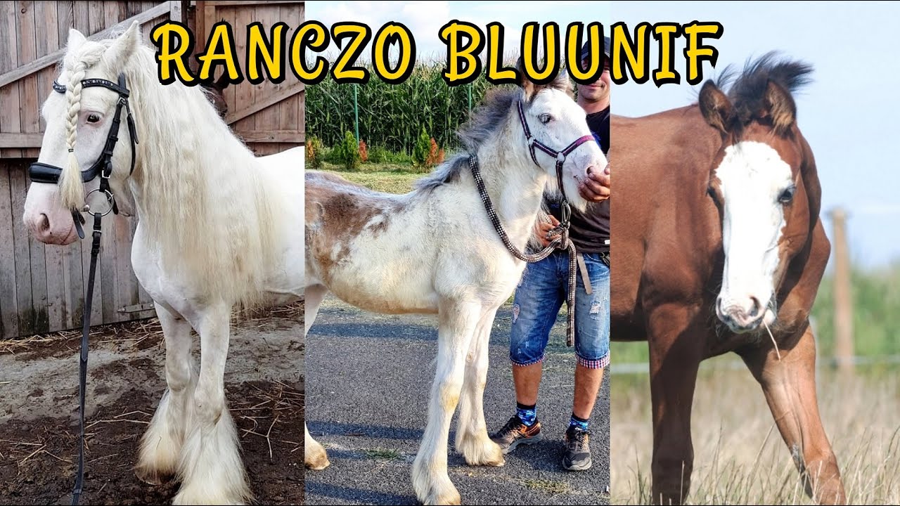 BEJLI, TWILI, FLOREK - USUNIĘTE OGŁOSZENIA