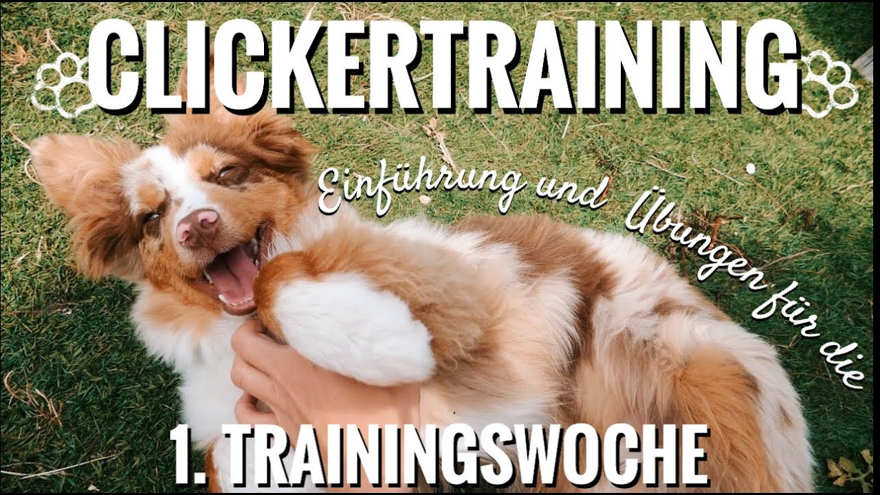 Clickertraining mit Welpe - Tipps f&uuml;r Anf&auml;nger und konkrete erste &Uuml;bungen | Hundetraining