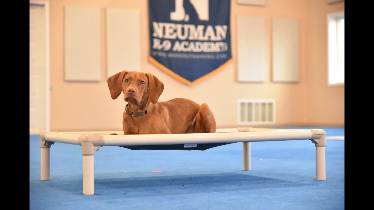 Nala (Vizsla) Puppy Camp Dog Training Video Demonstration