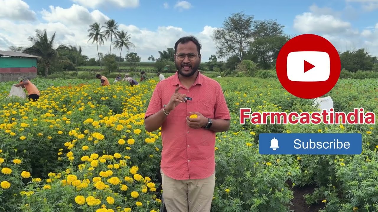 झेंडू लागवड 2025 संपूर्ण माहिती  ।  zendu lagvad 2025 @farmcast #agriculture 